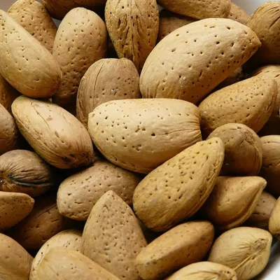 AVERY PALAZO - ALMOND