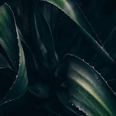 MARYAM ABAYA - BLACK