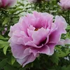 AIDA SNOW CAP - PEONY (23)