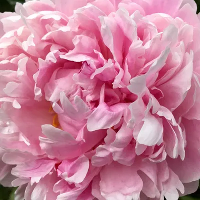 AIDA SNOW CAP - PEONY (23)