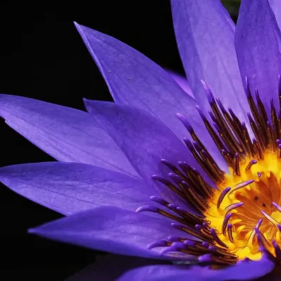 QUINCEE PALAZZO - PURPLE MAGIC (4)