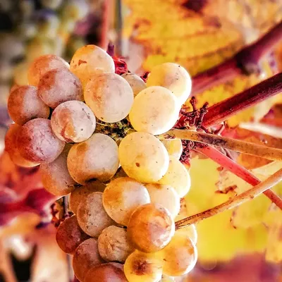 AJWA JUBAH - SWEET GRAPE