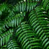 AIDA SNOW CAP - FERN (22)