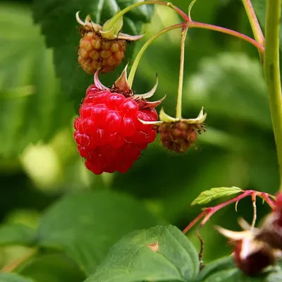 JULIETA KURUNG - RASPBERRY