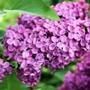 HELENA - LILAC (2)
