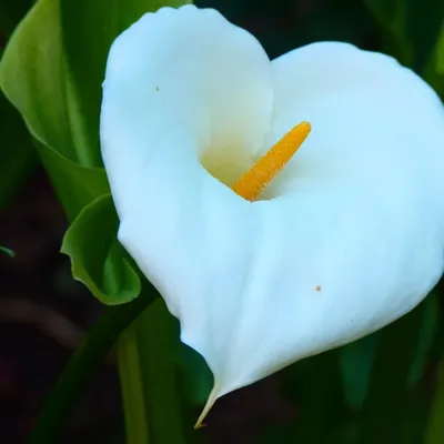 CALLA SERIES - LUNARIA INDIGO