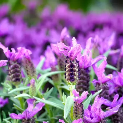 [PRE-ORDER] MAHARANI SERIES WARDA - LAVENDER