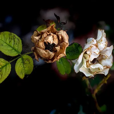 AJWA JUBAH - DRY ROSE