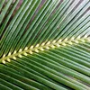 AIDA SNOW CAP - FERN (22)