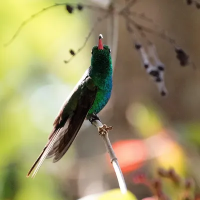 VIANNE KURUNG - EMERALD