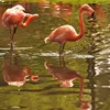 MARY JANE - FLAMINGO