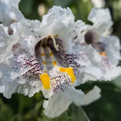 AJWA JUBAH - DUSKY ORCHID
