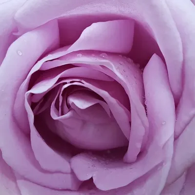 VIANNE KURUNG - LILAC
