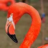 MARY JANE - FLAMINGO