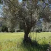 RAFA TUNIC - OLIVE