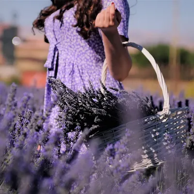 THALIA DRESS - LAVENDER