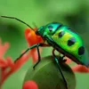JEWELS SERIES KURUNG MODEN - TIFFANY (2)