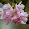 AIDA SNOW CAP - PINK (21)
