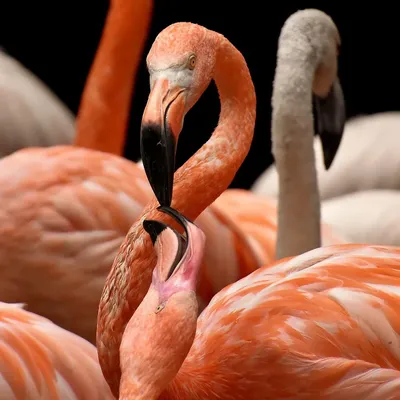MARY JANE - FLAMINGO