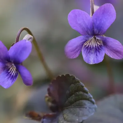 MARYAM ABAYA - VIOLET