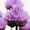 MELISSA KURUNG - VIOLET ICE (5)