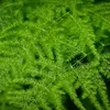 AIDA SNOW CAP - FERN (22)