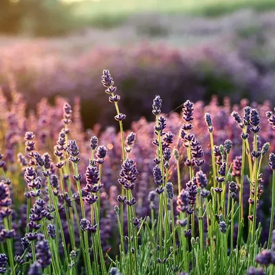 DEOR INSTANT -06 (LAVENDER)