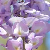 HELENA - LILAC (2)