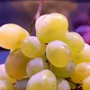 MARYAM ABAYA - GRAPE (5)