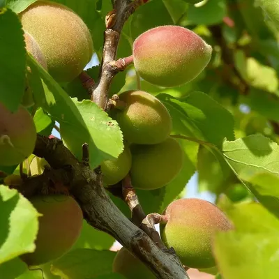 DEOR INSTANT - APRICOT (33)