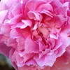 AIDA SNOW CAP - PEONY (23)