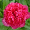 AIDA SNOW CAP - PEONY (23)