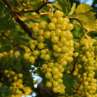 MARYAM ABAYA - GRAPE (5)