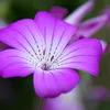 HELENA - LILAC (2)