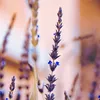 MARYAM ABAYA - LAVENDER (7)