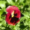 LUCY BLOUSE - PANSY (3)