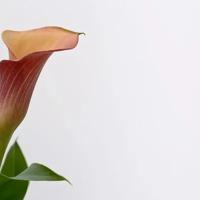 CALLA SERIES - BLUEBELLE