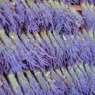 MARYAM ABAYA - LAVENDER